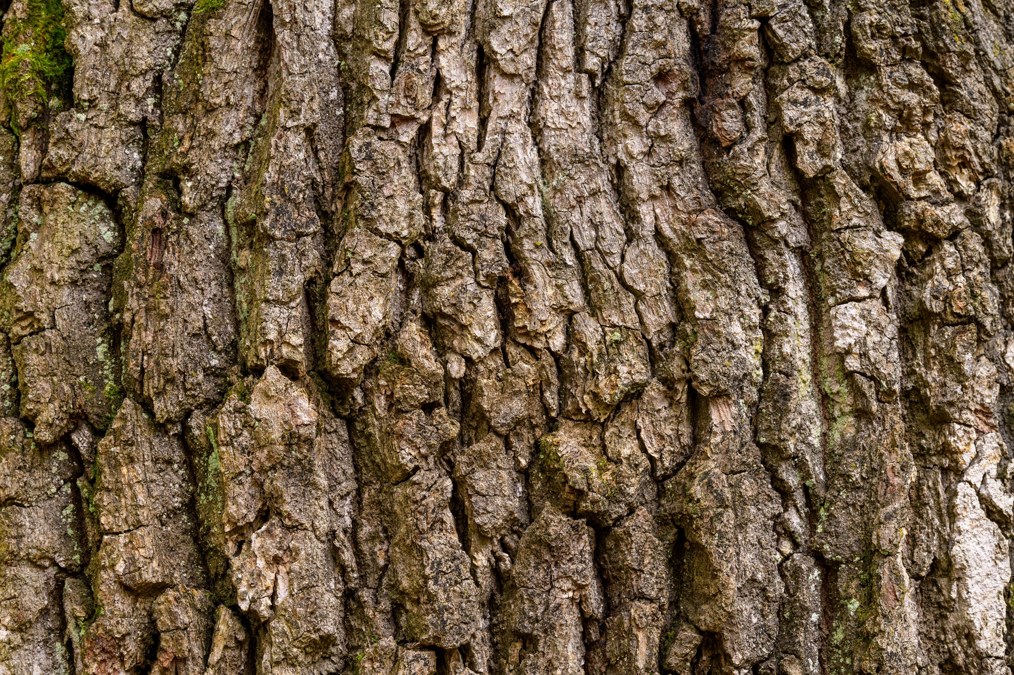 Mynatura Eichenrinde gemahlen – Naturprodukt aus kontrolliertem Anbau | Vegane Ernährung | Nachhaltiges Rindenpulver 250g Mynatura Eichenrinde gemahlen – Naturprodukt aus kontrolliertem Anbau | Vegane Ernährung | Nachhaltiges Rindenpulver 250g