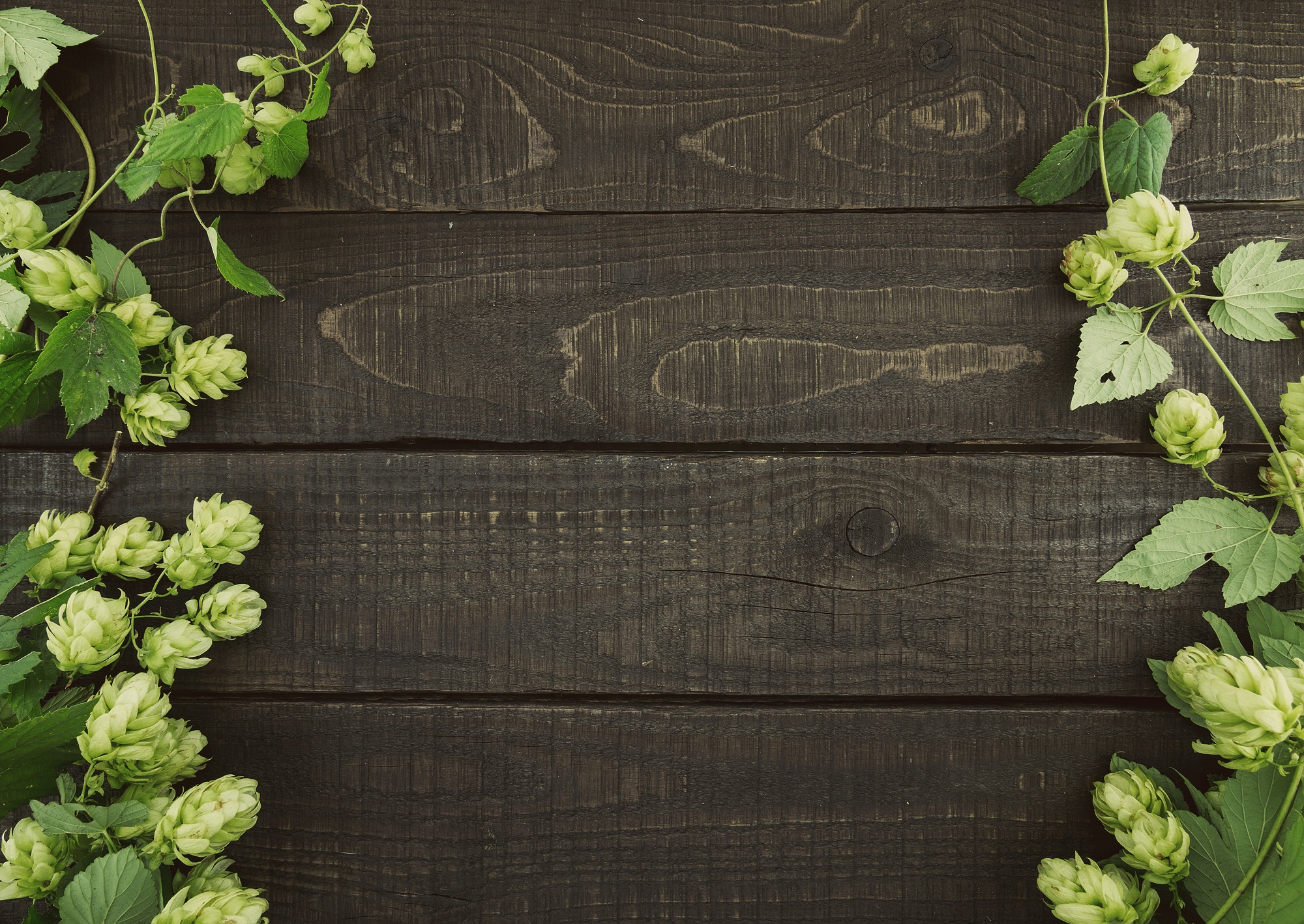 Hopfenblüten geschnitten kaufen | Naturreine Qualität von mynatura | Aromatisch & vielseitig verwendbar 100g