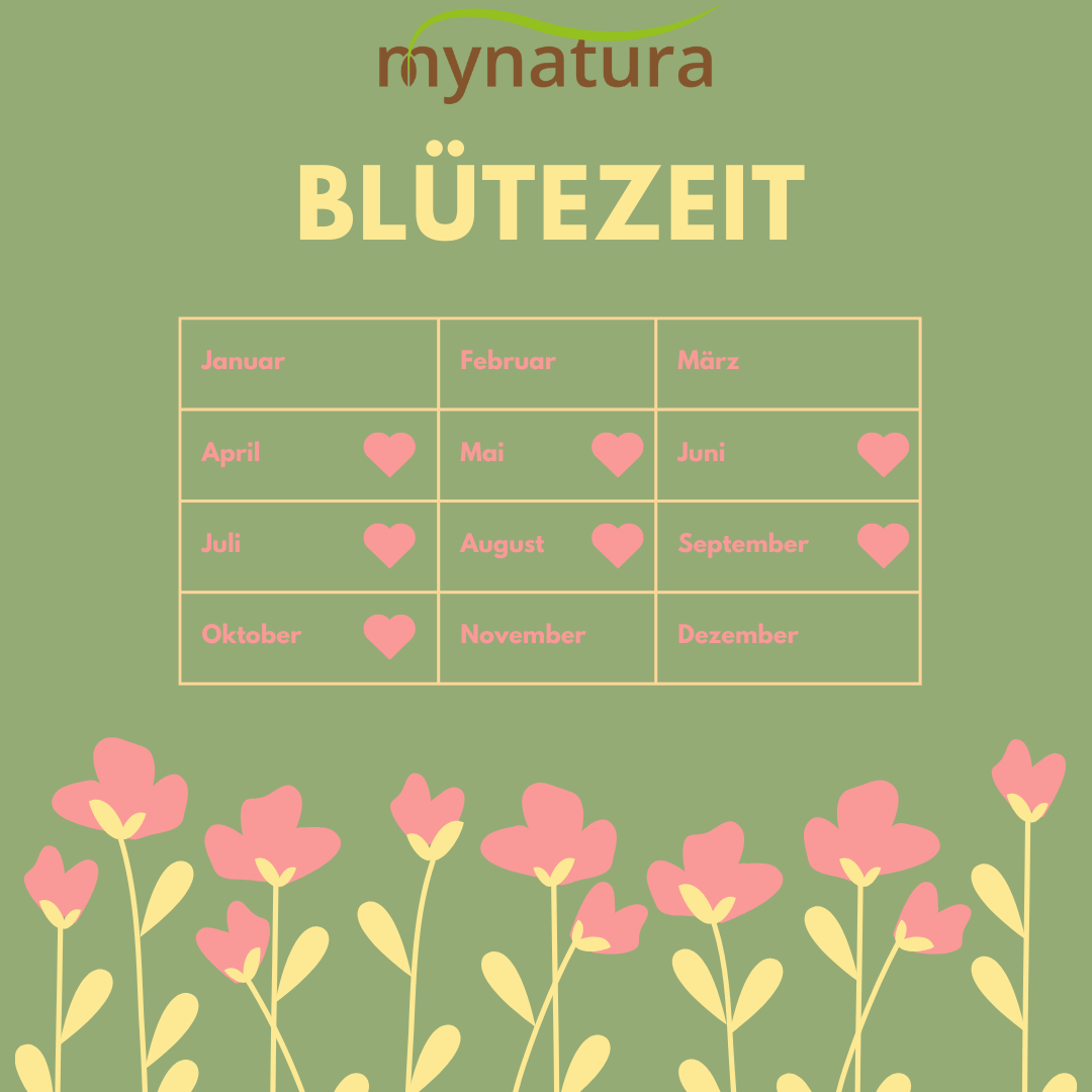 Mynatura Bienenweide für den Halbschatten und Schattenbereich 50g Mynatura Bienenweide für den Halbschatten und Schattenbereich 50g