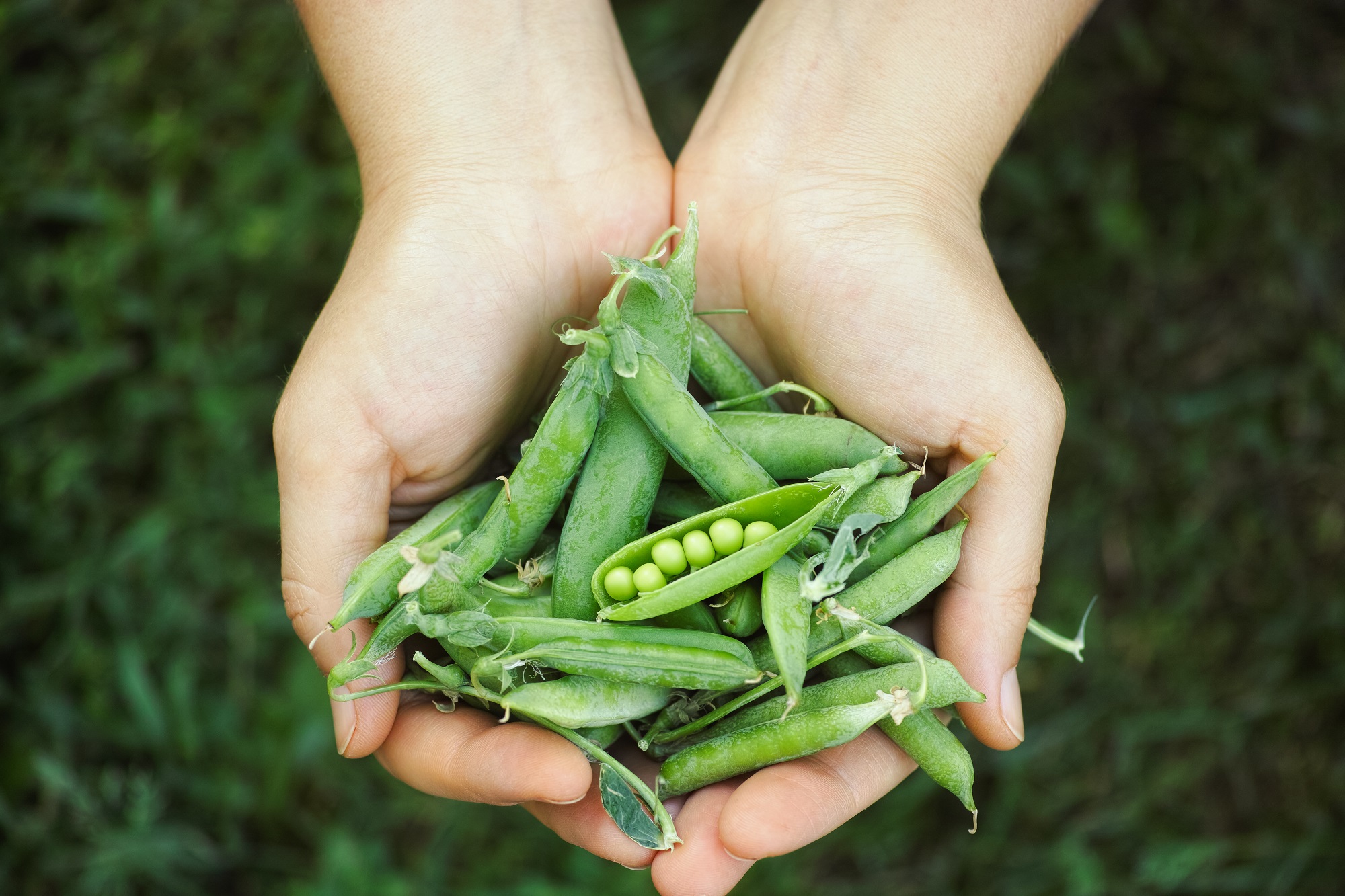 Grüne Bio Erbsen von Mynatura – vielseitige Hülsenfrucht in bester Bioqualität 1Kg Grüne Bio Erbsen von Mynatura – vielseitige Hülsenfrucht in bester Bioqualität 1Kg