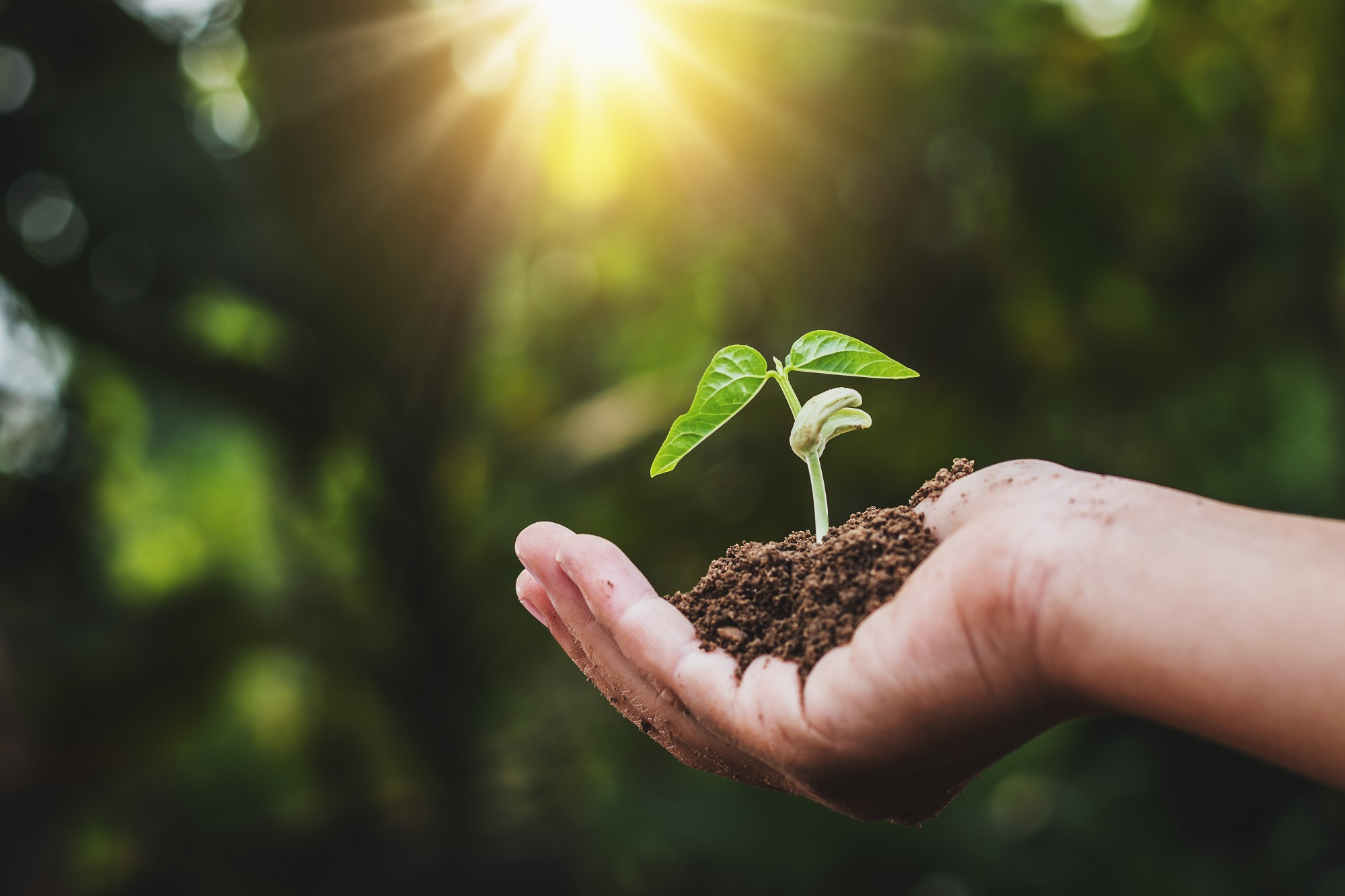 Agar Agar – Pflanzliches Geliermittel & vegane Alternative zu Gelatine | Mynatura