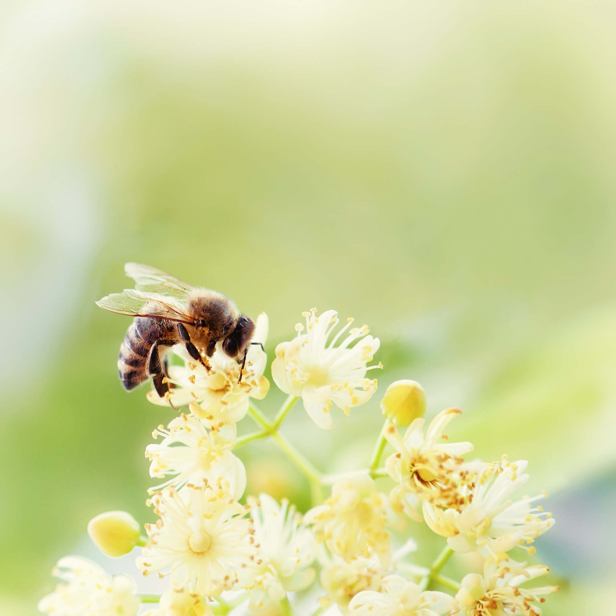 Mynatura Bienenweide Süd Bienen 50g Mynatura Bienenweide Süd Bienen 50g