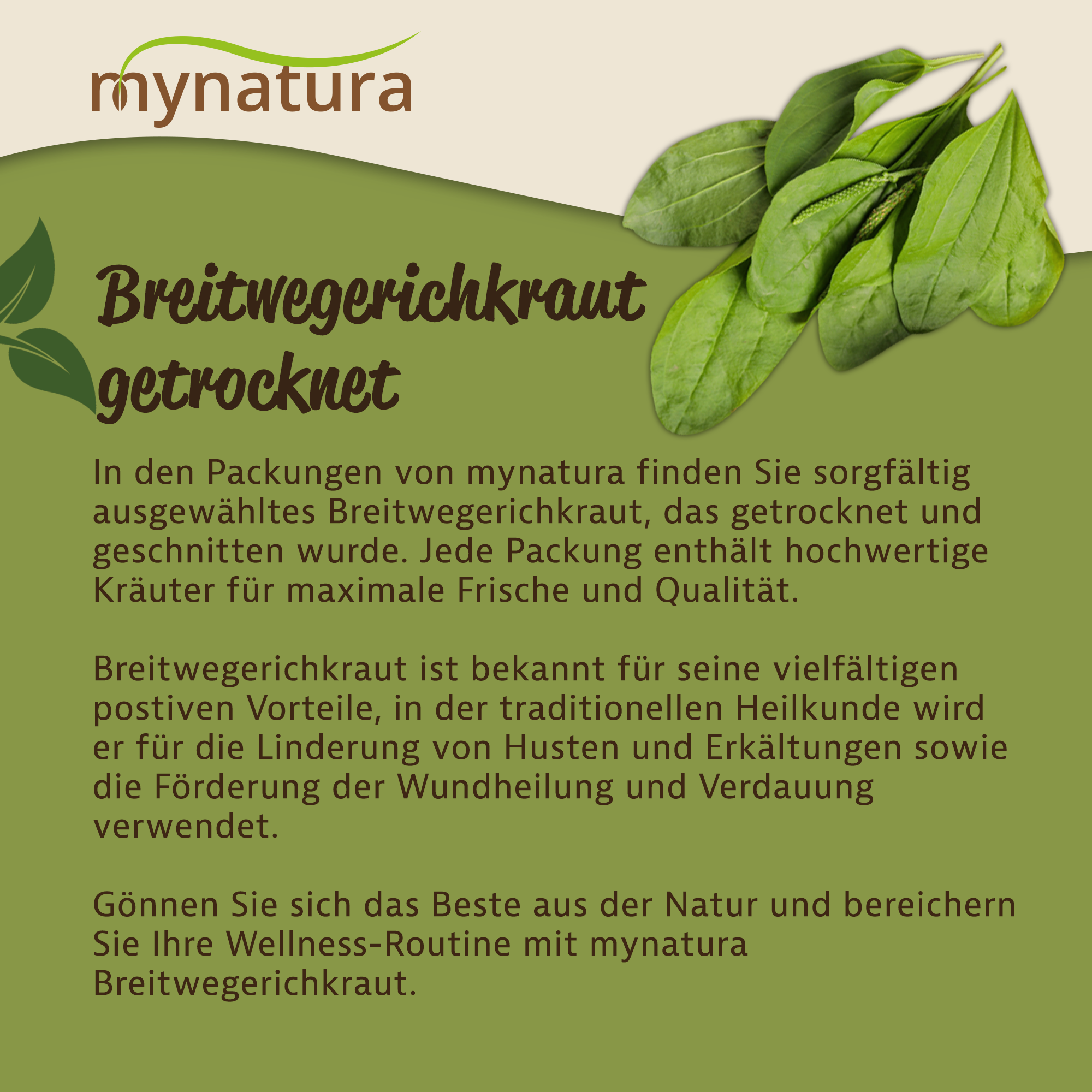 Getrocknetes und geschnittenes Breitwegerichkraut von Mynatura – naturbelassenes Kraut für Tees und Aufgüsse 250g Getrocknetes und geschnittenes Breitwegerichkraut von Mynatura – naturbelassenes Kraut für Tees und Aufgüsse 250g
