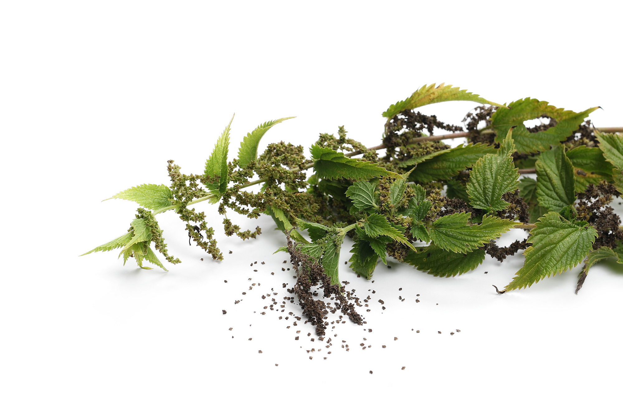 Mynatura Bio Brennnesselsamen ganz 300g Mynatura Bio Brennnesselsamen ganz 300g