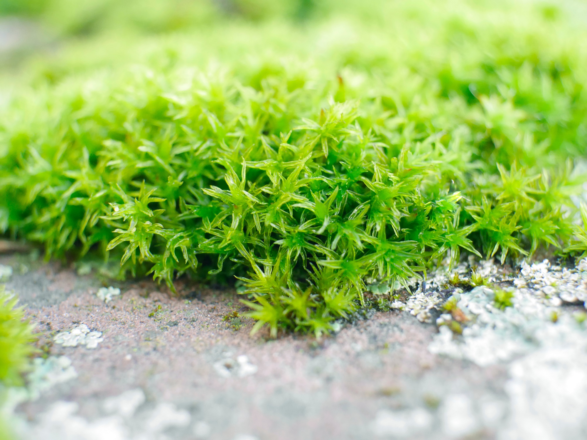 Mynatura Bio Isländisches Moos getrocknet