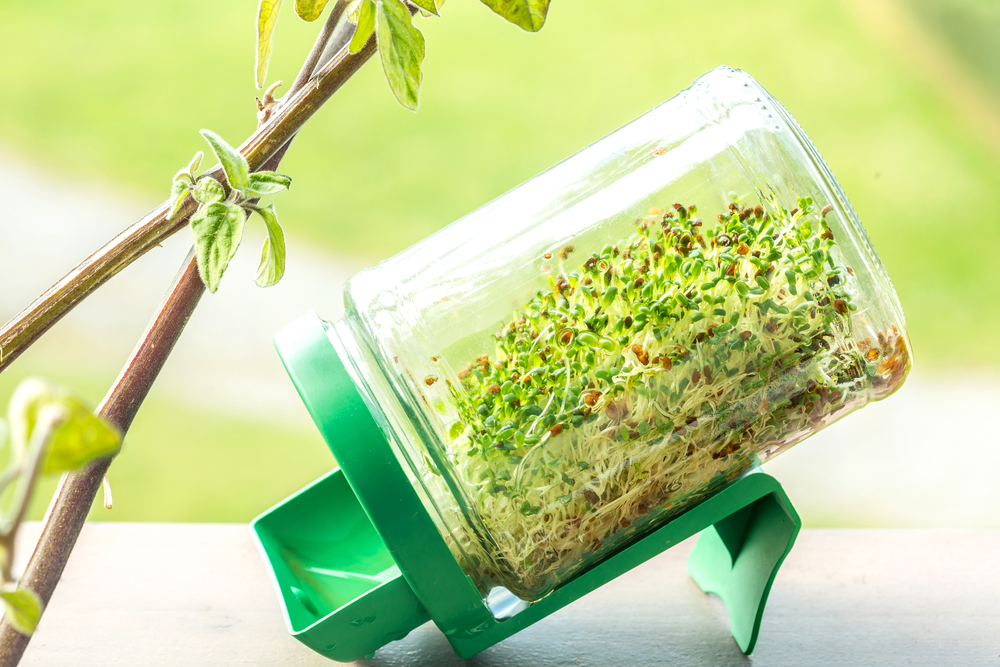 Mynatura Bio Kresse Keimsprossen Gemüse (500g) Mynatura Bio Kresse Keimsprossen Gemüse (500g)