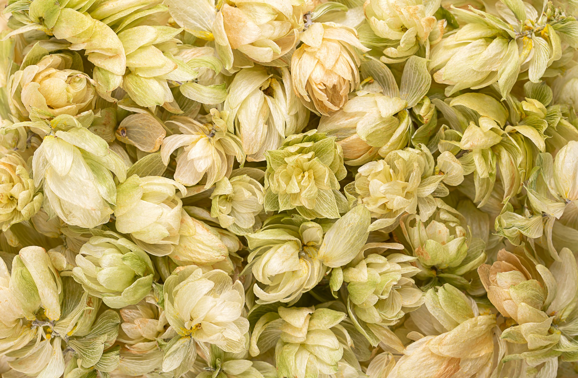 Hopfenblüten geschnitten kaufen | Naturreine Qualität von Mynatura | Aromatisch & vielseitig verwendbar 250g