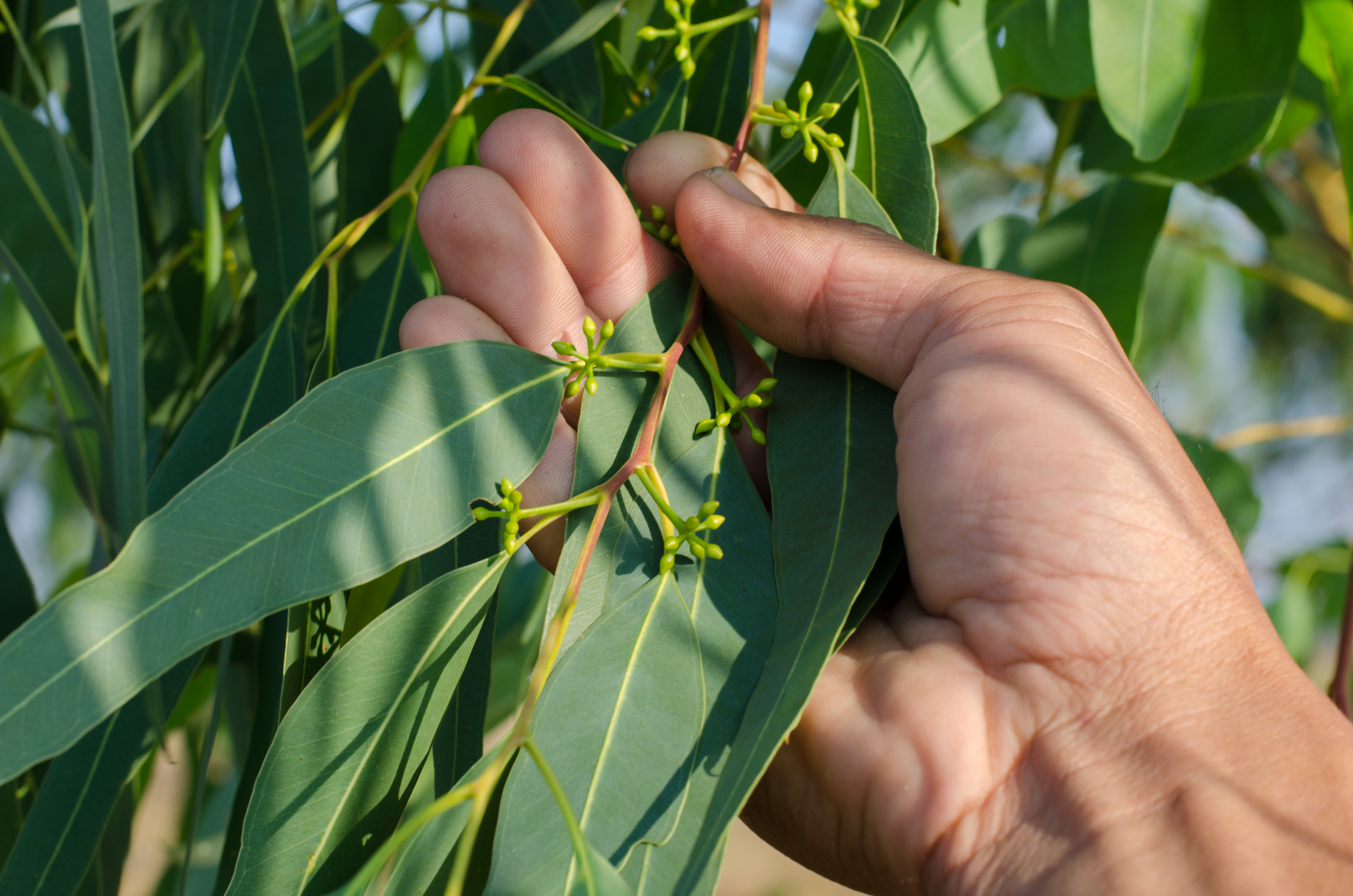 Bio Eukalyptusblätter geschnitten und getrocknet – Mynatura Qualität | Natürliches Teekraut für aromatischen Eukalyptus-Tee 250g Bio Eukalyptusblätter geschnitten und getrocknet – Mynatura Qualität | Natürliches Teekraut für aromatischen Eukalyptus-Tee 250g