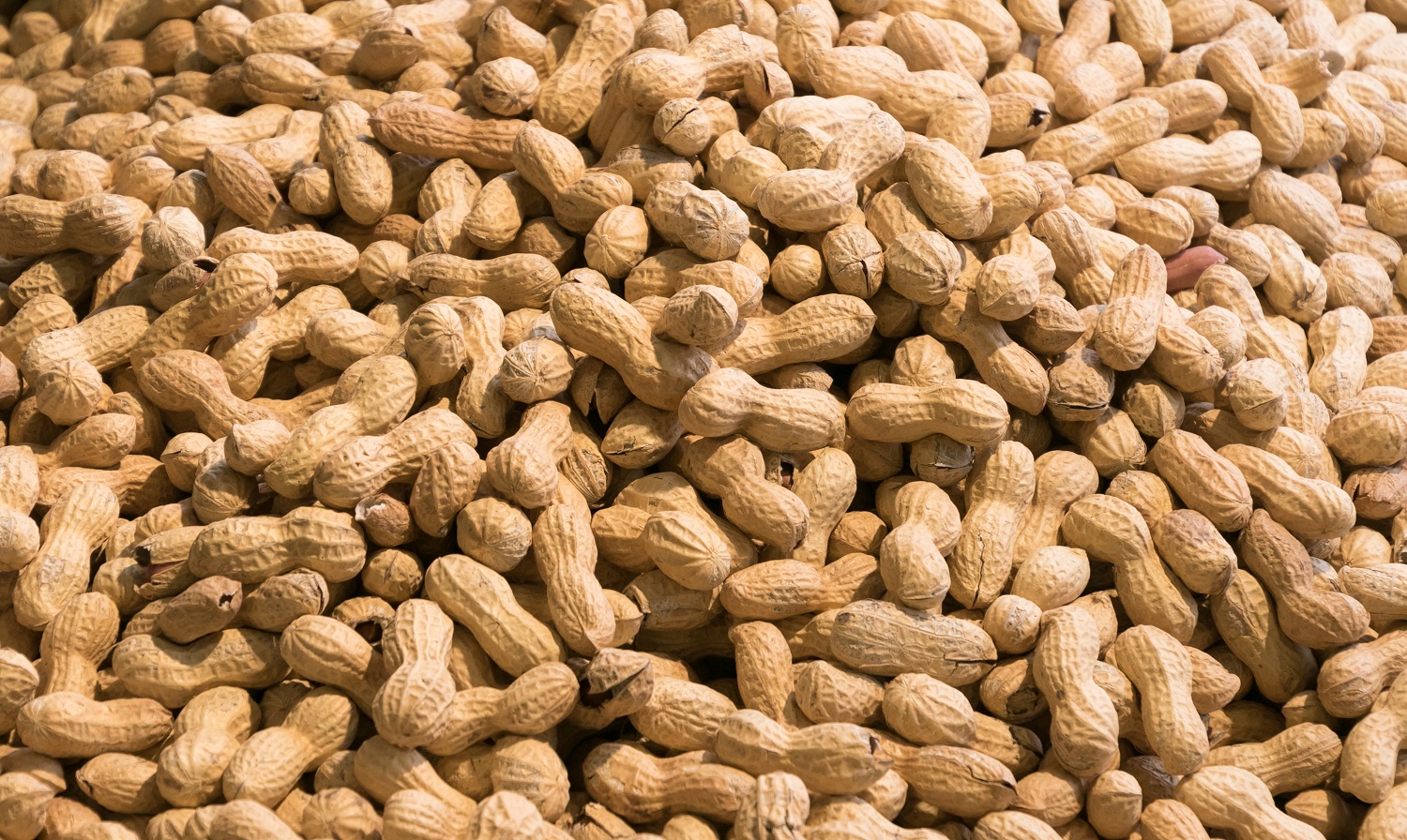 Erdnussbuttermus – Cremiger Brotaufstrich & vielseitige Zutat aus 100 % gemahlenen Erdnüssen 0,5Kg Erdnussbuttermus – Cremiger Brotaufstrich & vielseitige Zutat aus 100 % gemahlenen Erdnüssen 0,5Kg
