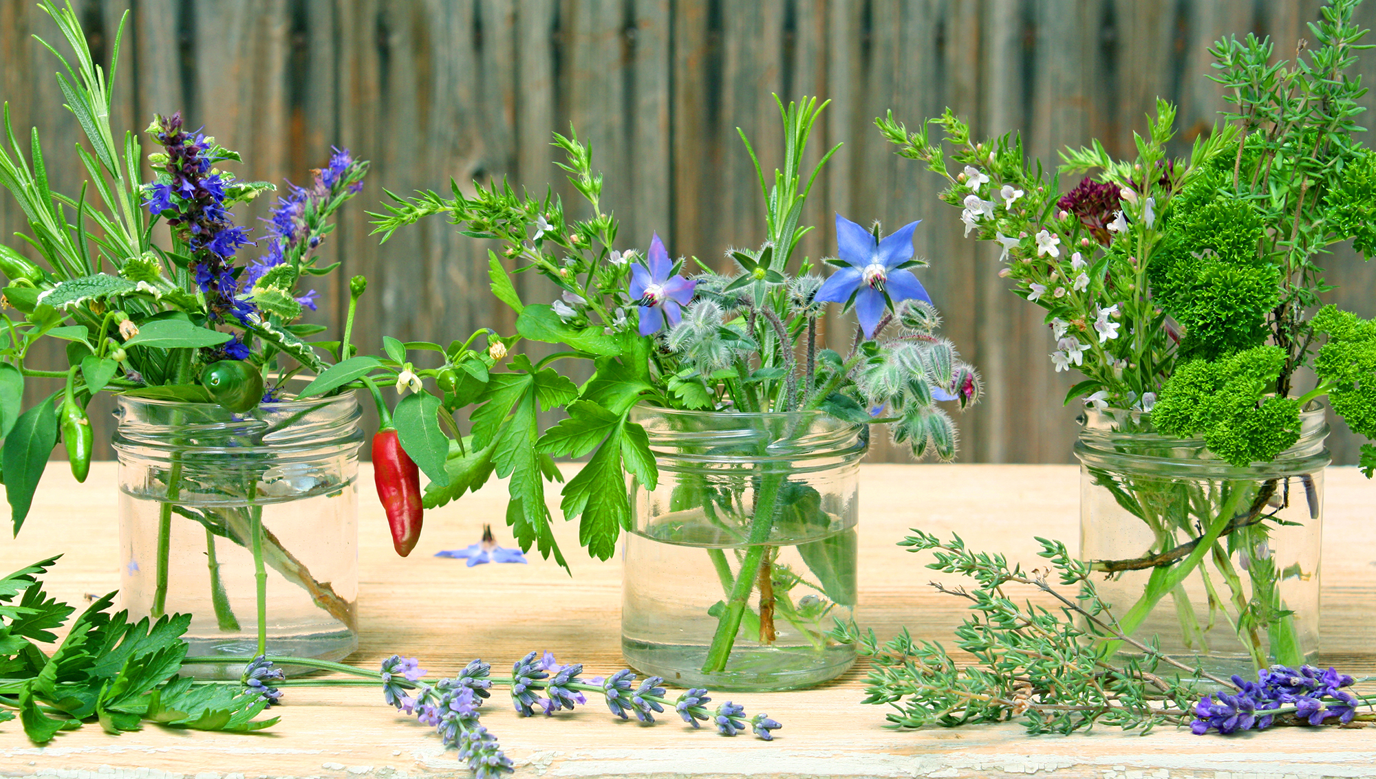 Borretschöl – kaltgepresstes Pflanzenöl mit wertvollen Fettsäuren | Mynatura 0,5L