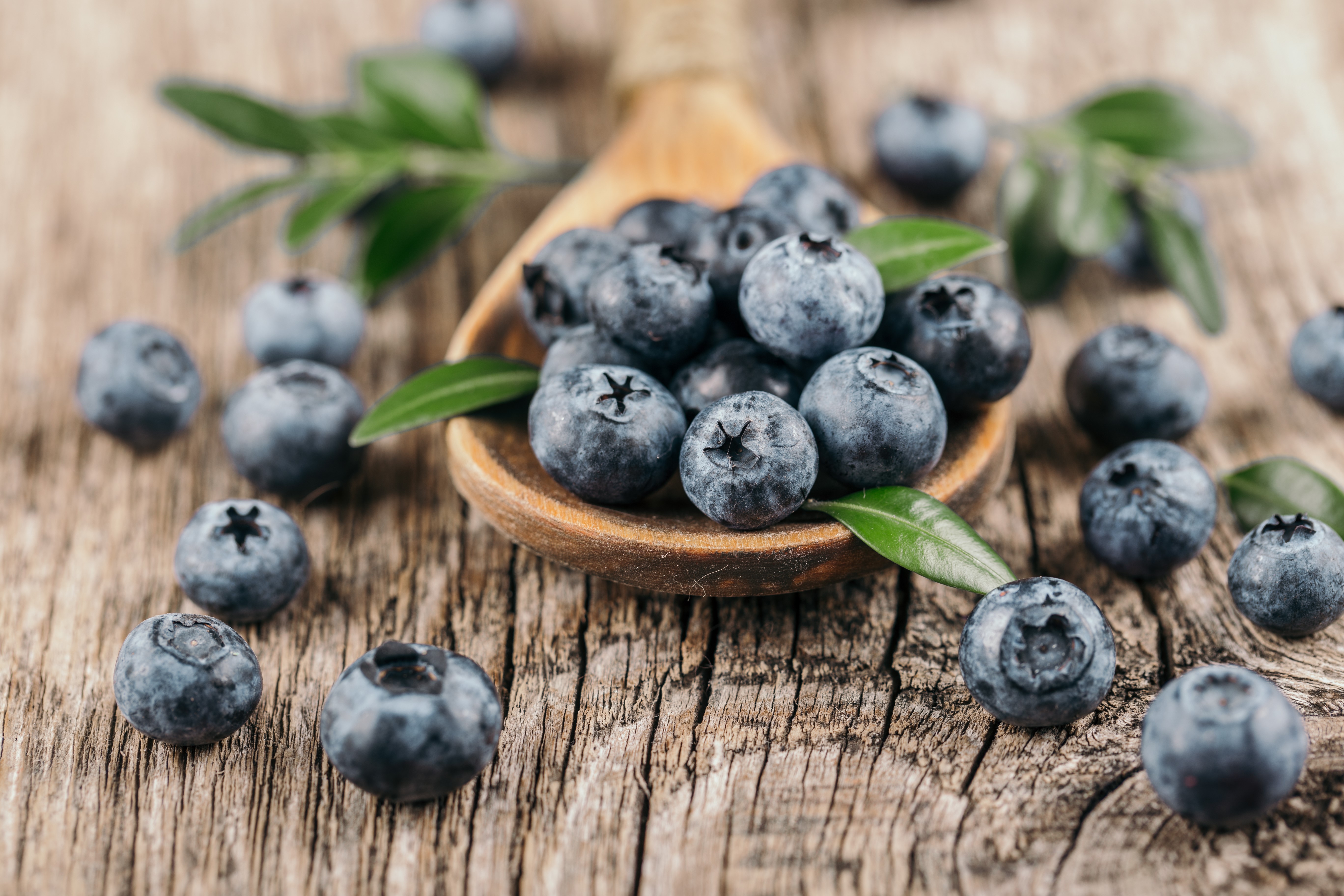 Gefriergetrocknete Wildheidelbeeren – Intensiver Geschmack & Vielseitige Verwendung 0,2Kg Gefriergetrocknete Wildheidelbeeren – Intensiver Geschmack & Vielseitige Verwendung 0,2Kg