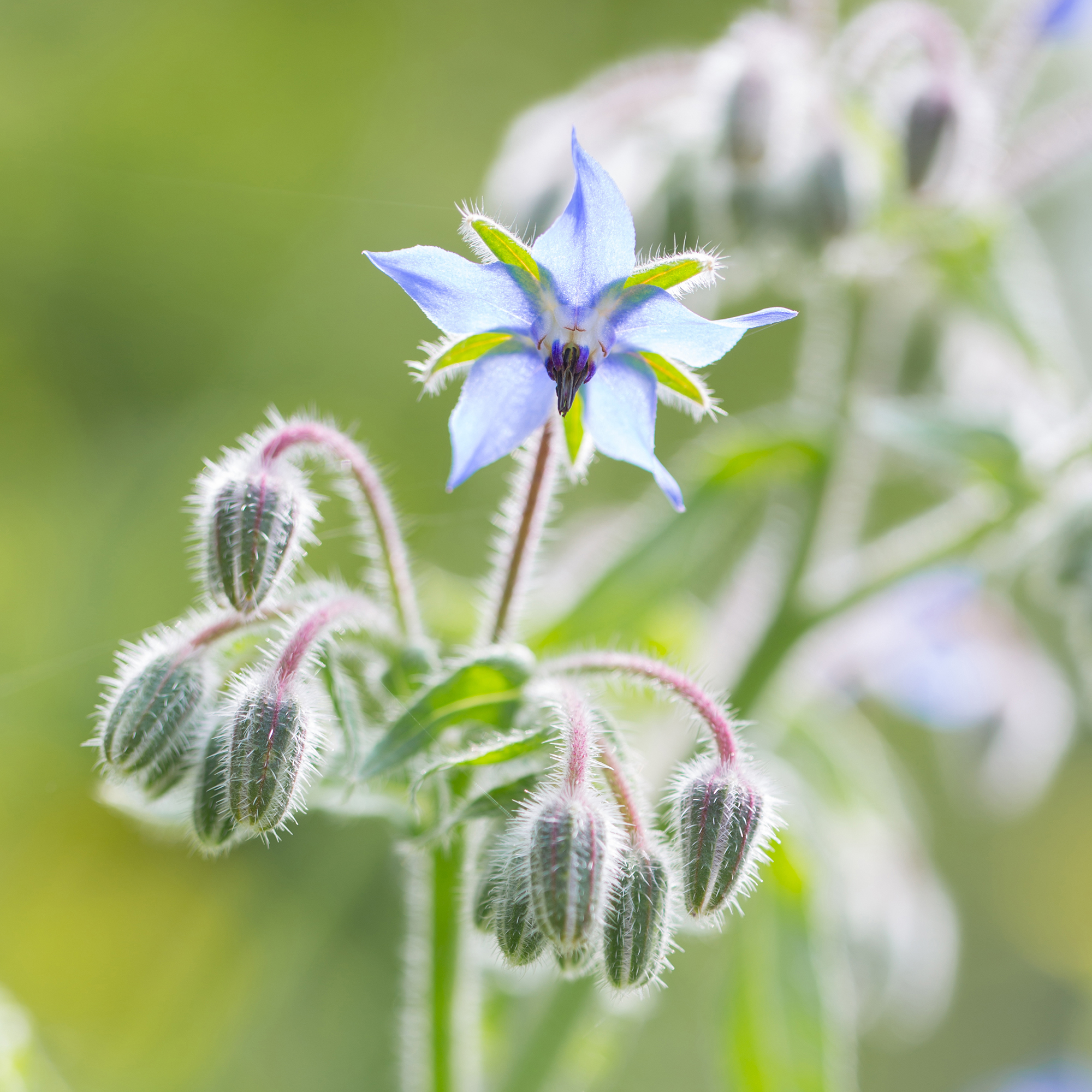 Borretschöl – kaltgepresstes Pflanzenöl mit wertvollen Fettsäuren | Mynatura 0,5L