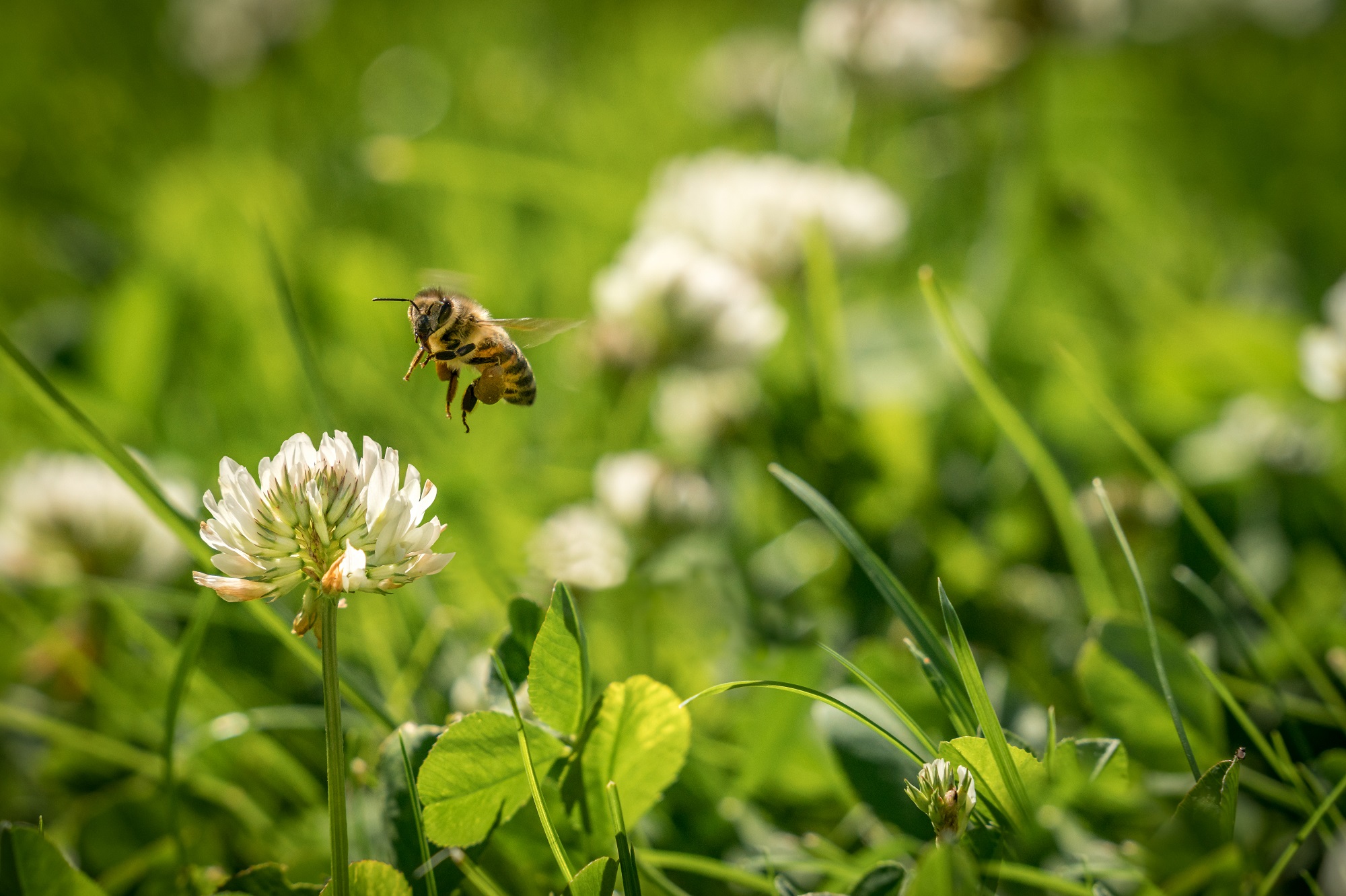 Mynatura Bienenweide Süd Bienen 50g Mynatura Bienenweide Süd Bienen 50g