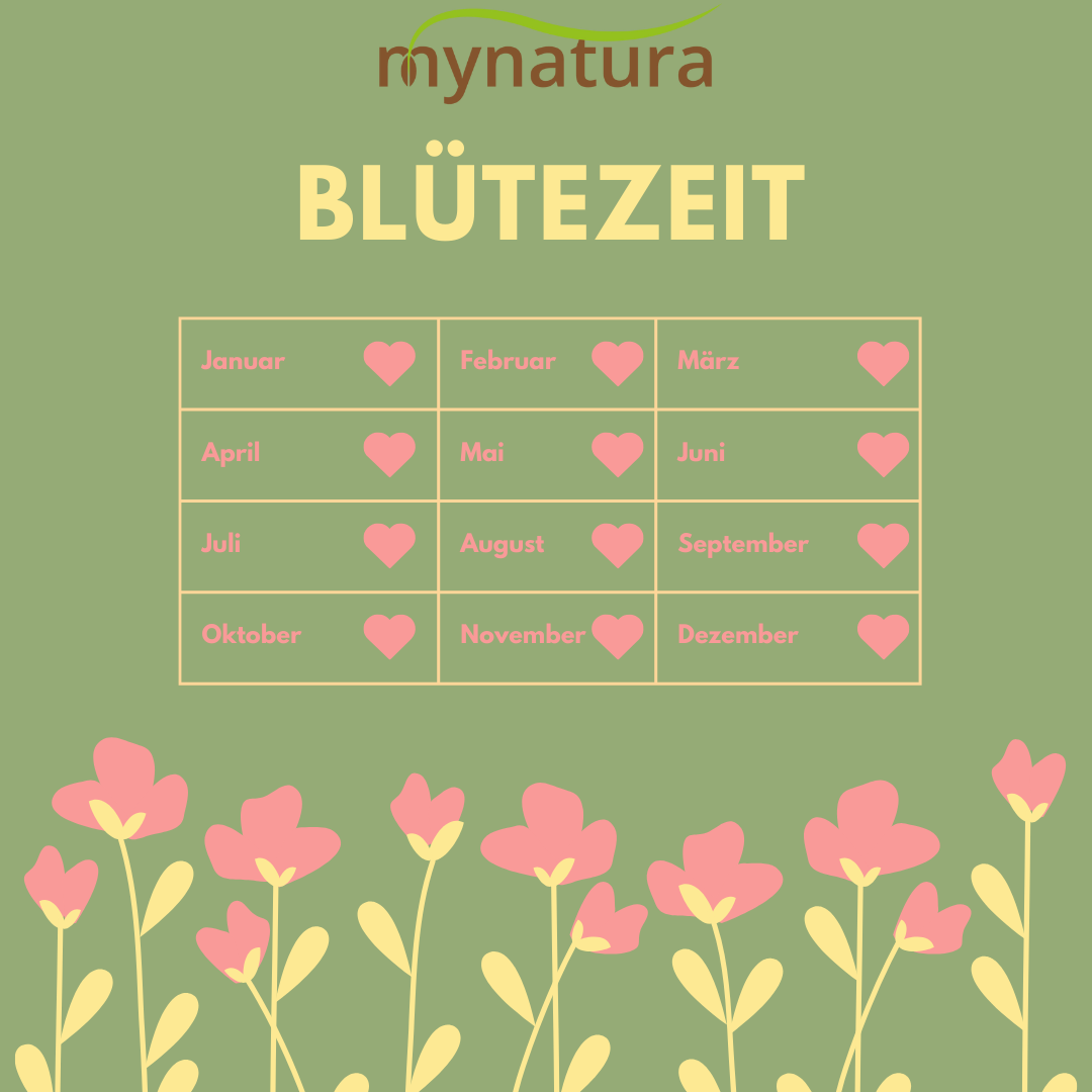 Mynatura Kräuterrasen Wintergrüne Mischung 100g Mynatura Kräuterrasen Wintergrüne Mischung 100g