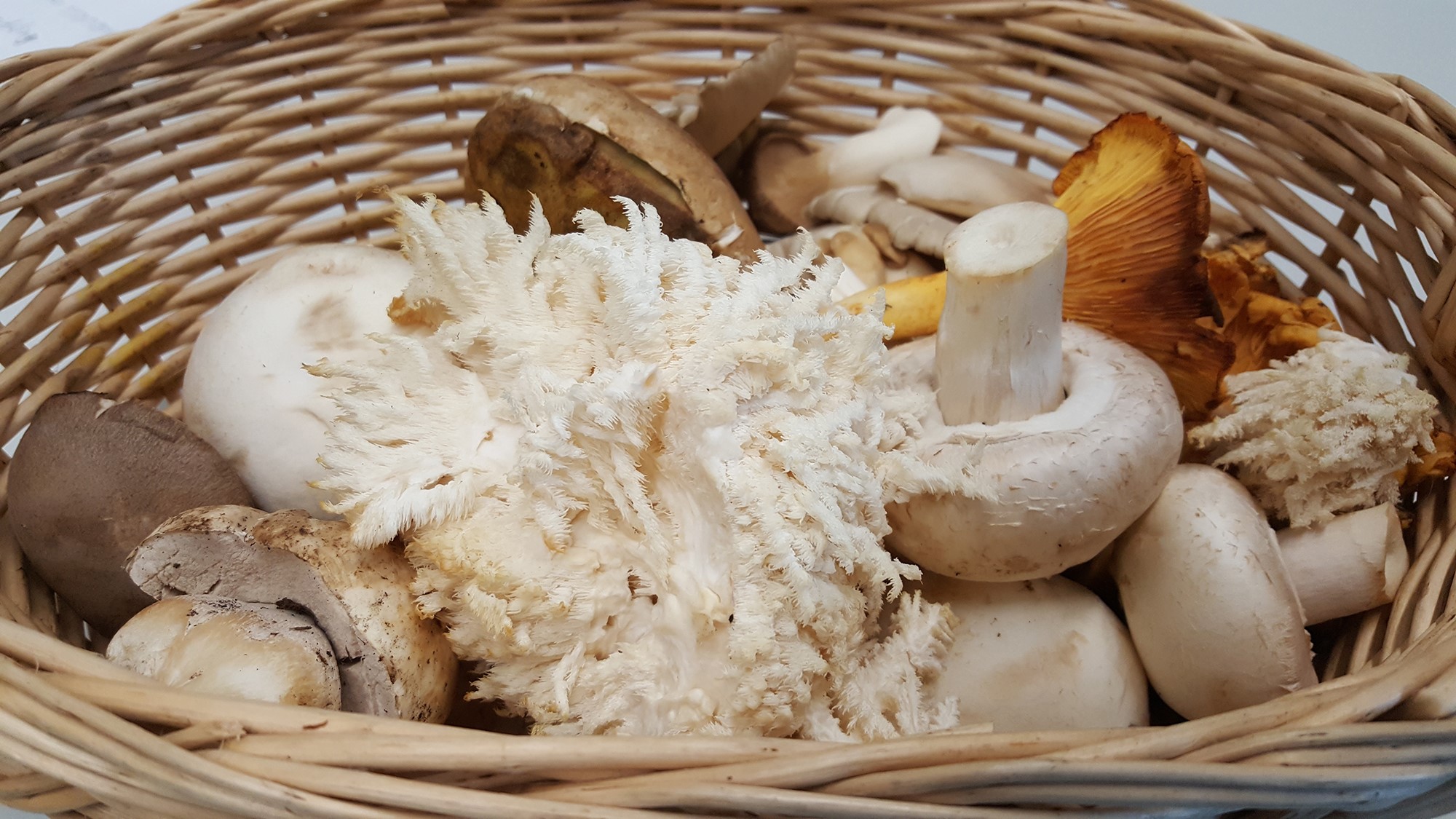 Mynatura Bio Hericium Vitalpilz Pulver 0,2Kg