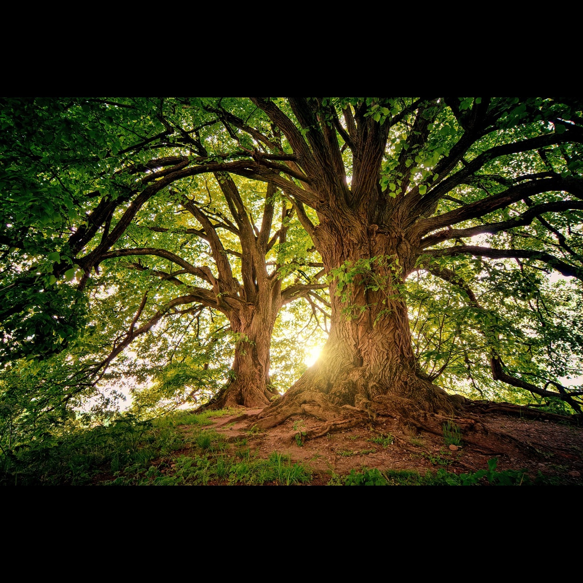Mynatura Chinarinde geschnitten – Natürliches Rohprodukt für Tee & vegane Ernährung 100g
