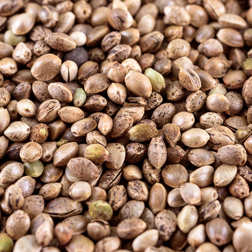 Mynatura Bio Hanfsamen ungeschält – natürliche Eiweißquelle mit nussigem Geschmack und nachhaltiger Verpackung 1Kg Mynatura Bio Hanfsamen ungeschält – natürliche Eiweißquelle mit nussigem Geschmack und nachhaltiger Verpackung 1Kg