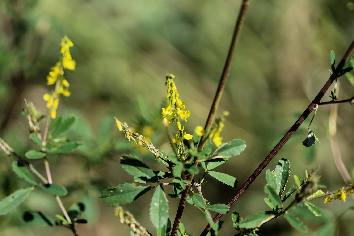 Steinklee-Tee kaufen – Mild aromatischer Kräutertee aus hochwertigen Steinkleeblättern 0,1Kg